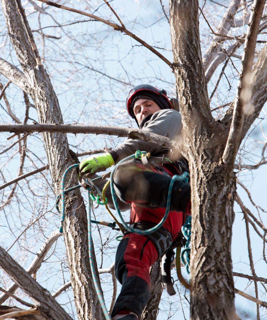 Arborescence photo 6